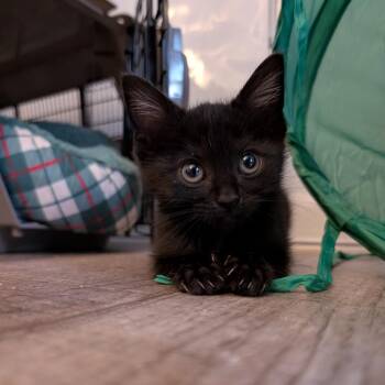 Tuna Patty -  Domestic Short Hair Cat for Adoption in Greensboro, North Carolina - Tuna Patty | PetCurious