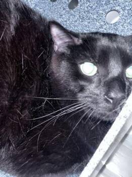 Salem -  Domestic Short Hair Cat for Adoption in Daytona Beach, Florida - Salem | PetCurious