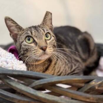 Honey Sweet -  Tabby and Domestic Short Hair Cat for Adoption in Friendswood, Texas - Honey Sweet | PetCurious