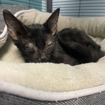Poe -  Domestic Short Hair Cat for Adoption in Lenexa, Kansas - Poe | PetCurious