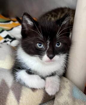 Speedway -  Domestic Short Hair Cat for Adoption in Cincinnati, Ohio - Speedway | PetCurious