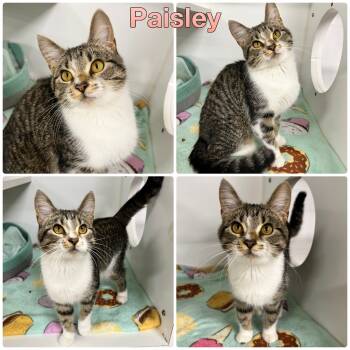Rescue Domestic Short Hair Cats for Adoption in Pierceton, Indiana - Paisley | PetCurious