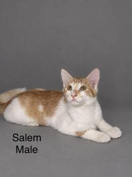 Salem -  Tabby Cat for Adoption in Oakley, California - Salem | PetCurious