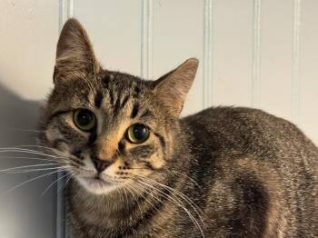 Rescue Domestic Short Hair Cats for Adoption in Brighton, New York - Cinnamon | PetCurious