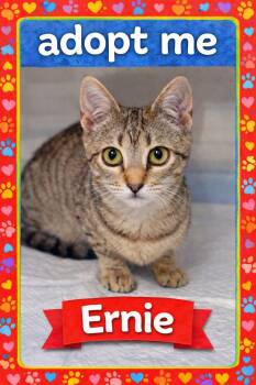 Domestic Short Hair Cats Available for Adoption - Ernie | PetCurious