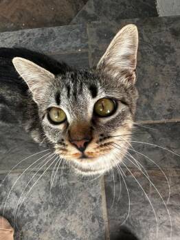 Topaz -  Domestic Short Hair Cat for Adoption in Millcreek, Utah - Topaz | PetCurious