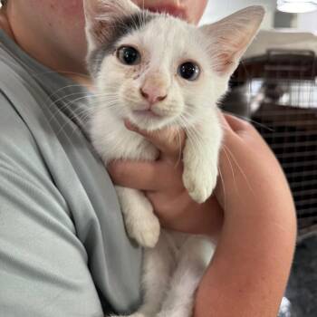 White Kitten One -  Domestic Short Hair Cat for Adoption in Ferndale, Washington - White Kitten One | PetCurious