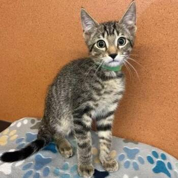 Ivan -  Domestic Short Hair Cat for Adoption in Rochester, Minnesota - Ivan | PetCurious