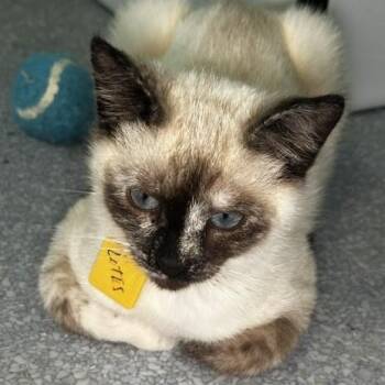 Lotus - Lovely Siamese Mix -  Siamese and Torbie Cat for Adoption in Hoquiam, Washington - Lotus - Lovely Siamese Mix | PetCurious