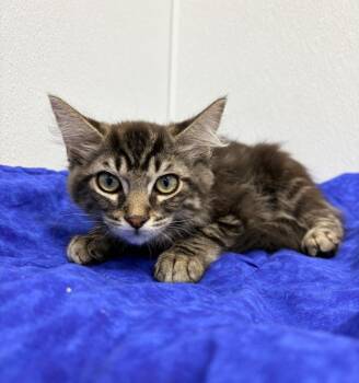 Engles -  Domestic Long Hair Cat for Adoption in Kalamazoo, Michigan - Engles | PetCurious