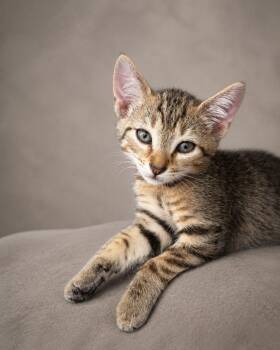 Juroi -  Tabby Cat for Adoption in Miami, Florida - Juroi | PetCurious