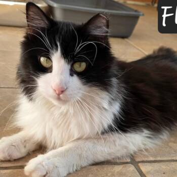 Fleur de Lis -  Domestic Long Hair Cat for Adoption in Waldorf, Maryland - Fleur De Lis | PetCurious