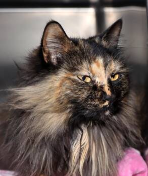 Domestic Long Hair Cats Available for Adoption - Divine | PetCurious