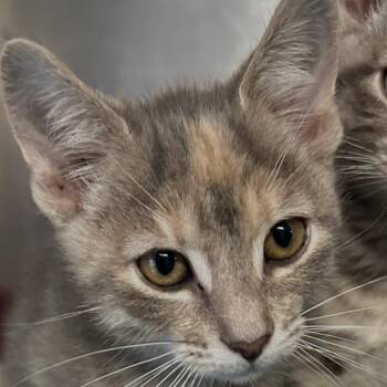 Domestic Short Hair Cats Available for Adoption in Wappingers Falls, New York - Lexx | PetCurious