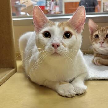 Rescue Domestic Short Hair Cats for Adoption in Sonora, California - Moogle | PetCurious