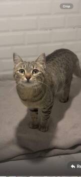 Lila -  Domestic Short Hair Cat for Adoption in Herndon, Virginia - Lila | PetCurious