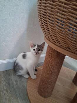 Woodstock -  Domestic Short Hair Cat for Adoption in Westfield, Wisconsin - Woodstock | PetCurious