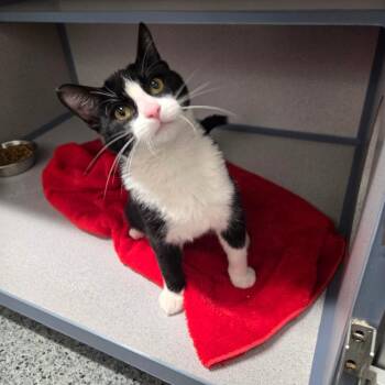 Domestic Short Hair Cats Available for Adoption - Bennu | PetCurious