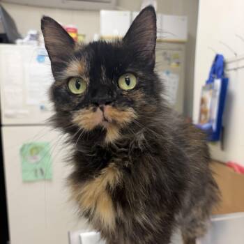 Rescue Domestic Short Hair Cats for Adoption in Pekin, Illinois - Aunt Gloria | PetCurious