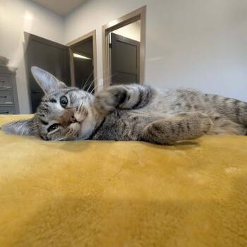 Domestic Short Hair Cats Available for Adoption in Sioux Falls, South Dakota - Sundance | PetCurious