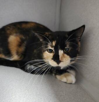 Rescue Domestic Short Hair Cats for Adoption in East Brookfield, Massachusetts - Kiki | PetCurious