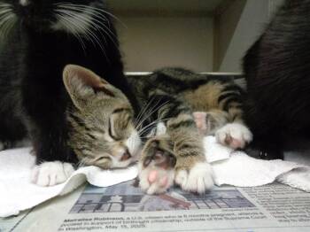 Rescue Tabby Cats for Adoption in Delhi, New York - GREEN BEAN CASSEROLE | PetCurious