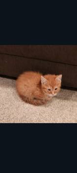 Cheeto (Carmela