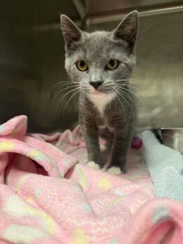 CAMILLE -  Domestic Short Hair Cat for Adoption in Hagerstown, Maryland - CAMILLE | PetCurious