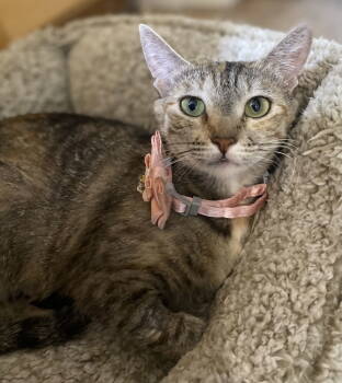 Rescue Torbie Cats for Adoption in Napa, California - Reece ( KT) | PetCurious