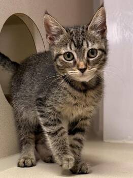 Coraline -  Domestic Short Hair Cat for Adoption in Bellevue, Washington - Coraline | PetCurious