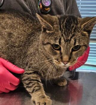 Reba -  Domestic Short Hair Cat for Adoption in Lafayette, Indiana - Reba | PetCurious