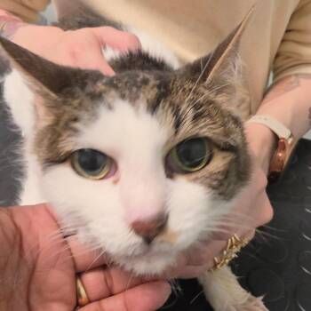 Kat -  Domestic Short Hair Cat for Adoption in Leander, Texas - Kat | PetCurious