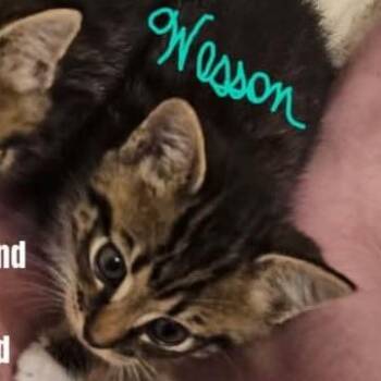 Wesson - In Frederick, MD -  Domestic Short Hair Cat for Adoption - Wesson - In Frederick, MD | PetCurious