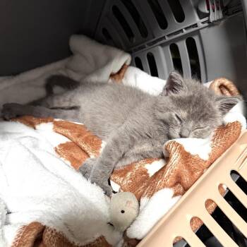 Domestic Short Hair Cats Available for Adoption in Long Beach, California - Gracie | PetCurious