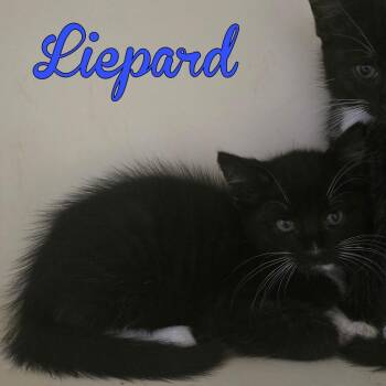 Liepard -  Domestic Short Hair Cat Available for Adoption in Hillsboro, Ohio - Liepard | PetCurious