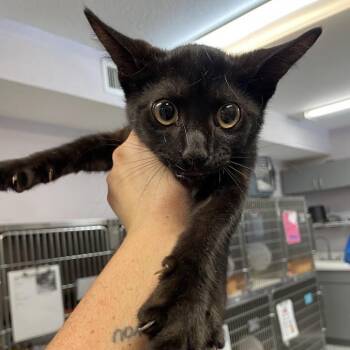 Cheshire -  Domestic Short Hair Cat for Adoption in Port Charlotte, Florida - Cheshire | PetCurious