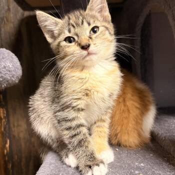 Rosie -  Domestic Short Hair Cat for Adoption in Austintown, Ohio - Rosie | PetCurious