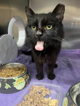 Nebraska -  Domestic Short Hair Cat for Adoption in Dayton, Ohio - Nebraska | PetCurious