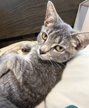 Puff -  Domestic Short Hair Cat for Adoption in Maineville, Ohio - Puff | PetCurious