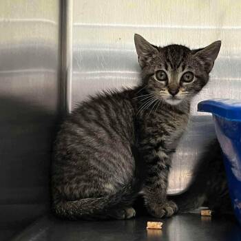 Loki (bonded w/ Thor) -  Domestic Short Hair Cat for Adoption in Oakland, California - Loki (bonded W/ Thor) | PetCurious