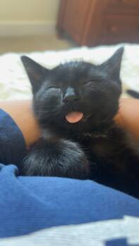 Jett -  Domestic Short Hair Cat for Adoption in Davis, California - Jett | PetCurious