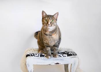 Rescue Domestic Short Hair Cats for Adoption in Birmingham, Alabama - KRISTAL | PetCurious
