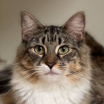 Rescue Domestic Long Hair Cats for Adoption in Norwalk, Connecticut - Spinach | PetCurious