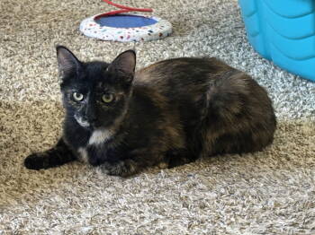 Rescue Tortoiseshell Cats for Adoption in Phoenix, Arizona - Bonnie BONDED With Clyde | PetCurious