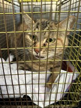 Domestic Short Hair Cats Available for Adoption in San Antonio, Texas - CATHERINE HEPFURR | PetCurious