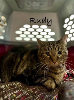 Rescue Domestic Short Hair Cats for Adoption in Clymer, Pennsylvania - Rudy | PetCurious