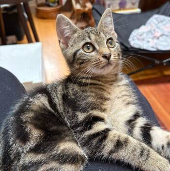 Plankton -  Domestic Short Hair Cat for Adoption in Lancaster, Pennsylvania - Plankton | PetCurious