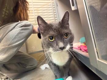 Mushkin -  Domestic Short Hair Cat for Adoption in Liverpool, New York - Mushkin | PetCurious