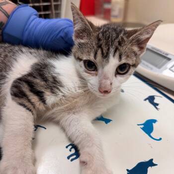 Starr -  Domestic Short Hair Cat for Adoption in Lynchburg, Virginia - Starr | PetCurious