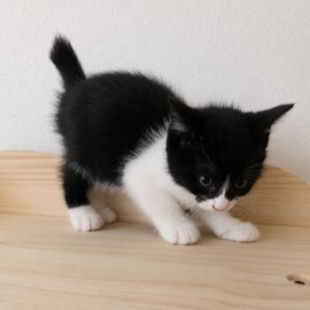 Manx Cats Available for Adoption in Houston, Texas - Matilda | PetCurious